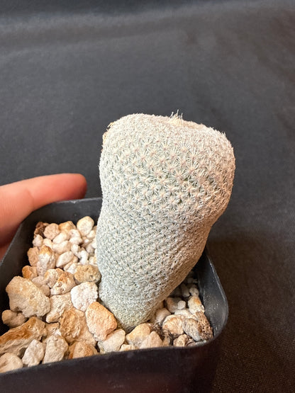 Epithelantha bokei rare plant 153