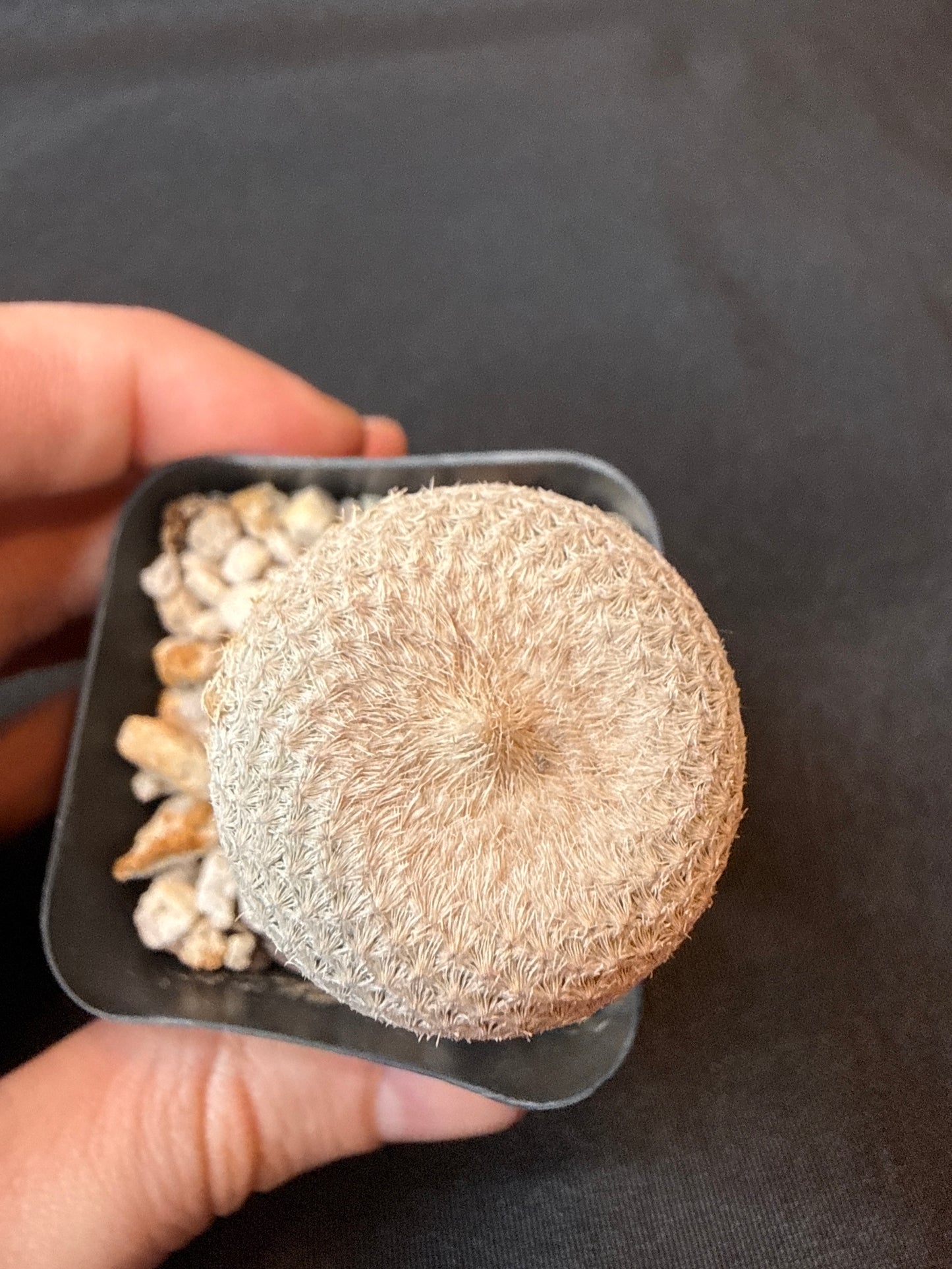 Epithelantha bokei rare plant 153