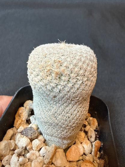 Epithelantha bokei rare plant 153