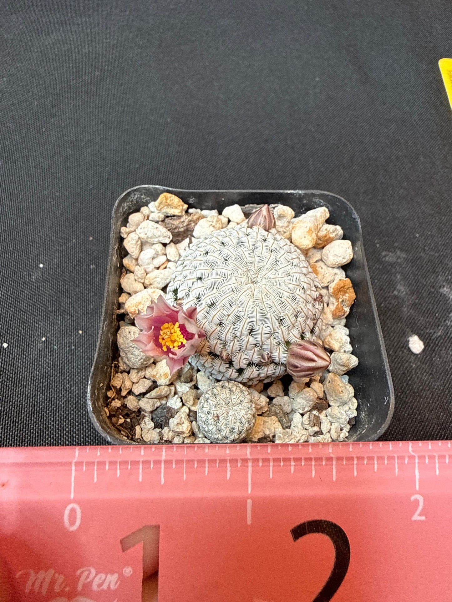 Mammillaria pectinifera 2 plants 154