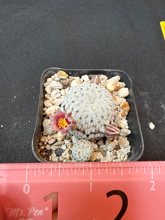 Mammillaria pectinifera 2 plants 154