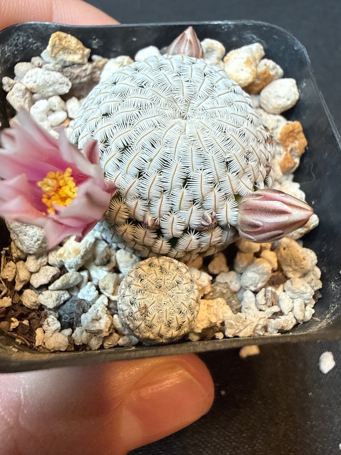 Mammillaria pectinifera 2 plants 154