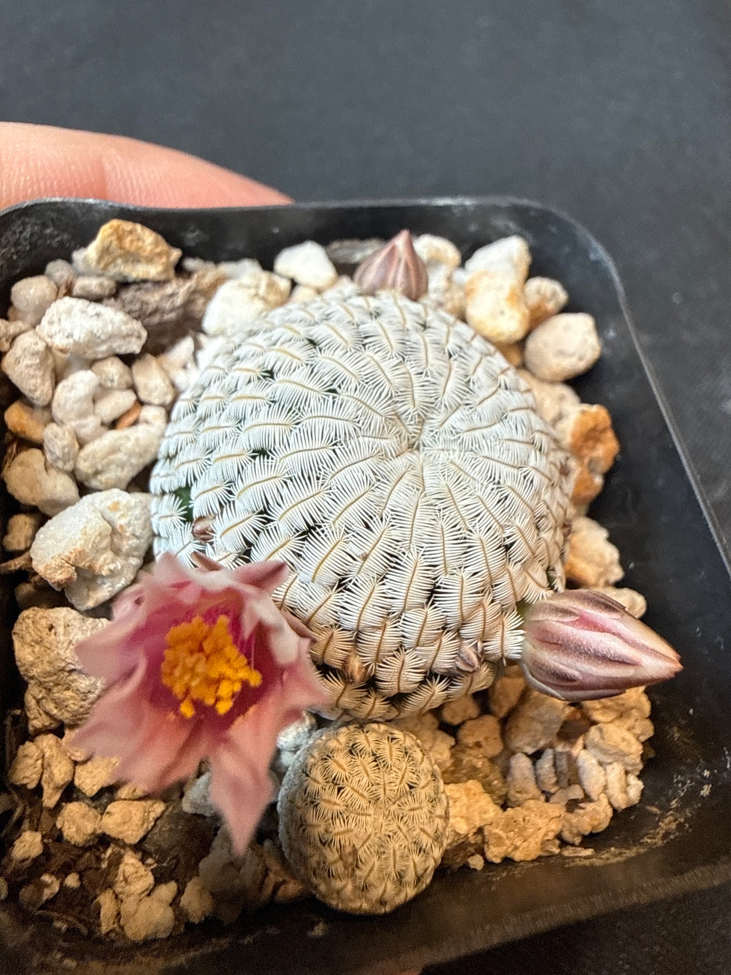 Mammillaria pectinifera 2 plants 154