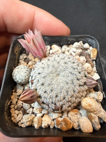 Mammillaria pectinifera 2 plants 154