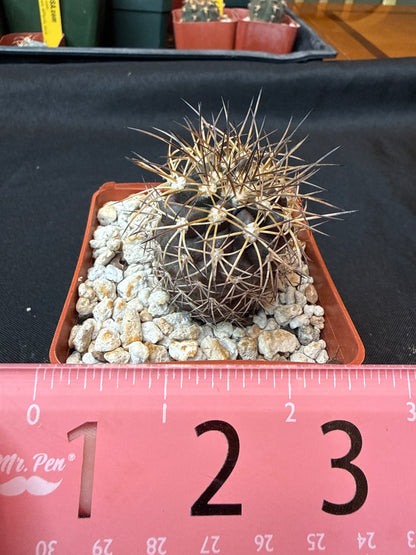 Copiapoa rupestris rare cactus 155