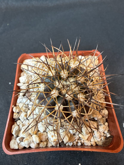Copiapoa rupestris rare cactus 155