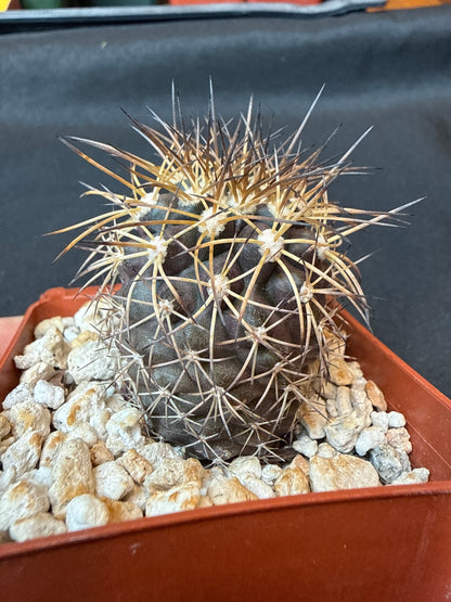 Copiapoa rupestris rare cactus 155