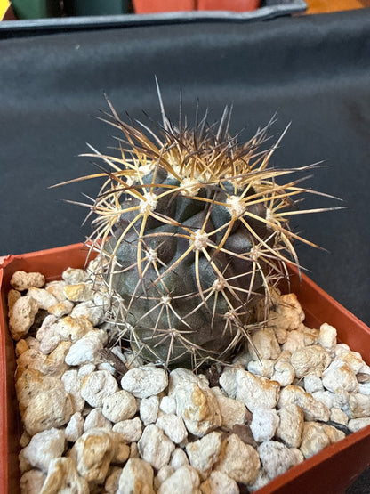 Copiapoa rupestris rare cactus 155