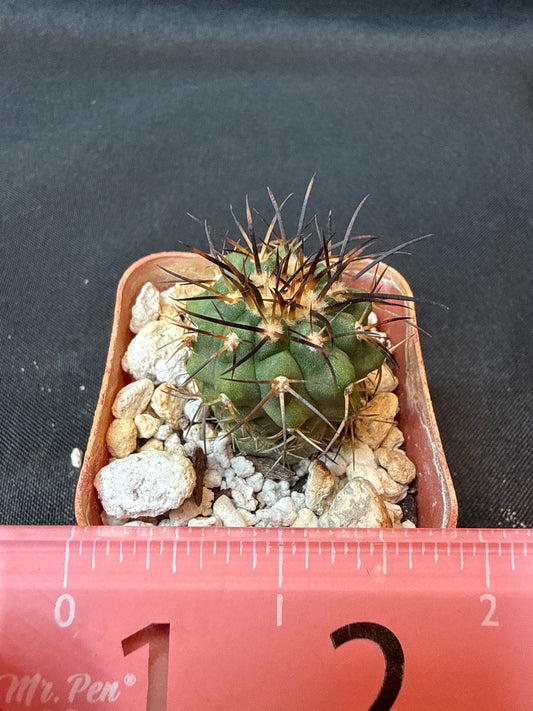 Copiapoa longistaminae rare cactus 156