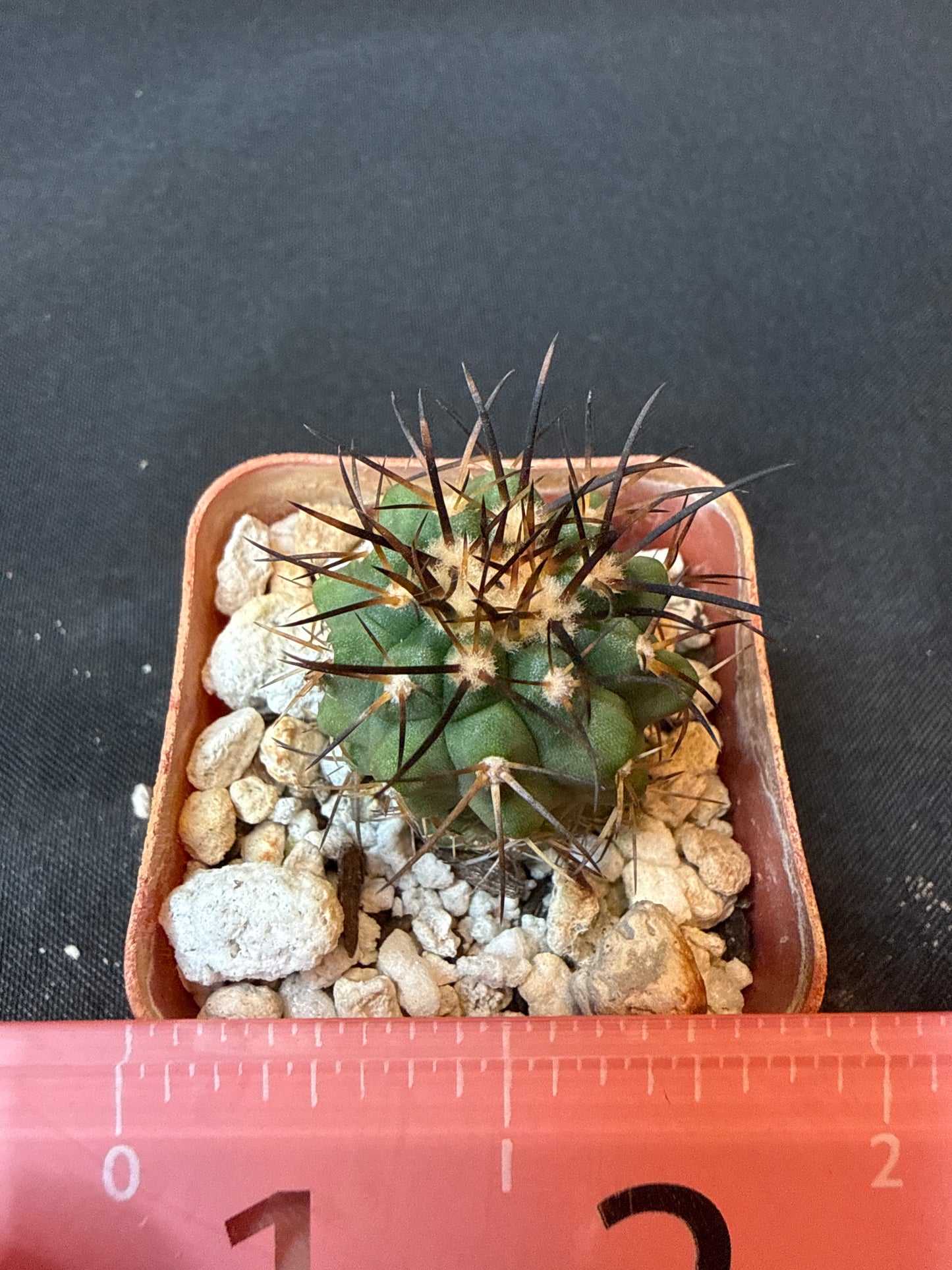 Copiapoa longistaminae rare cactus 156