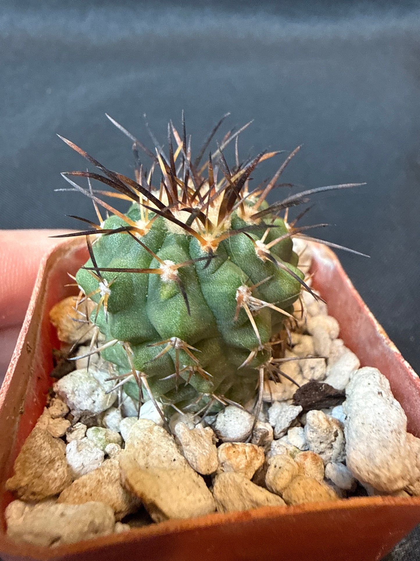 Copiapoa longistaminae rare cactus 156