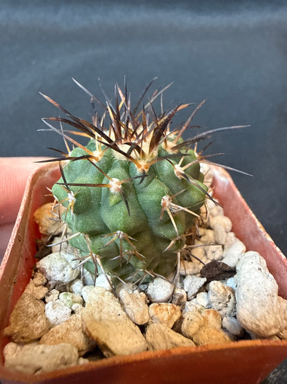 Copiapoa longistaminae rare cactus 156