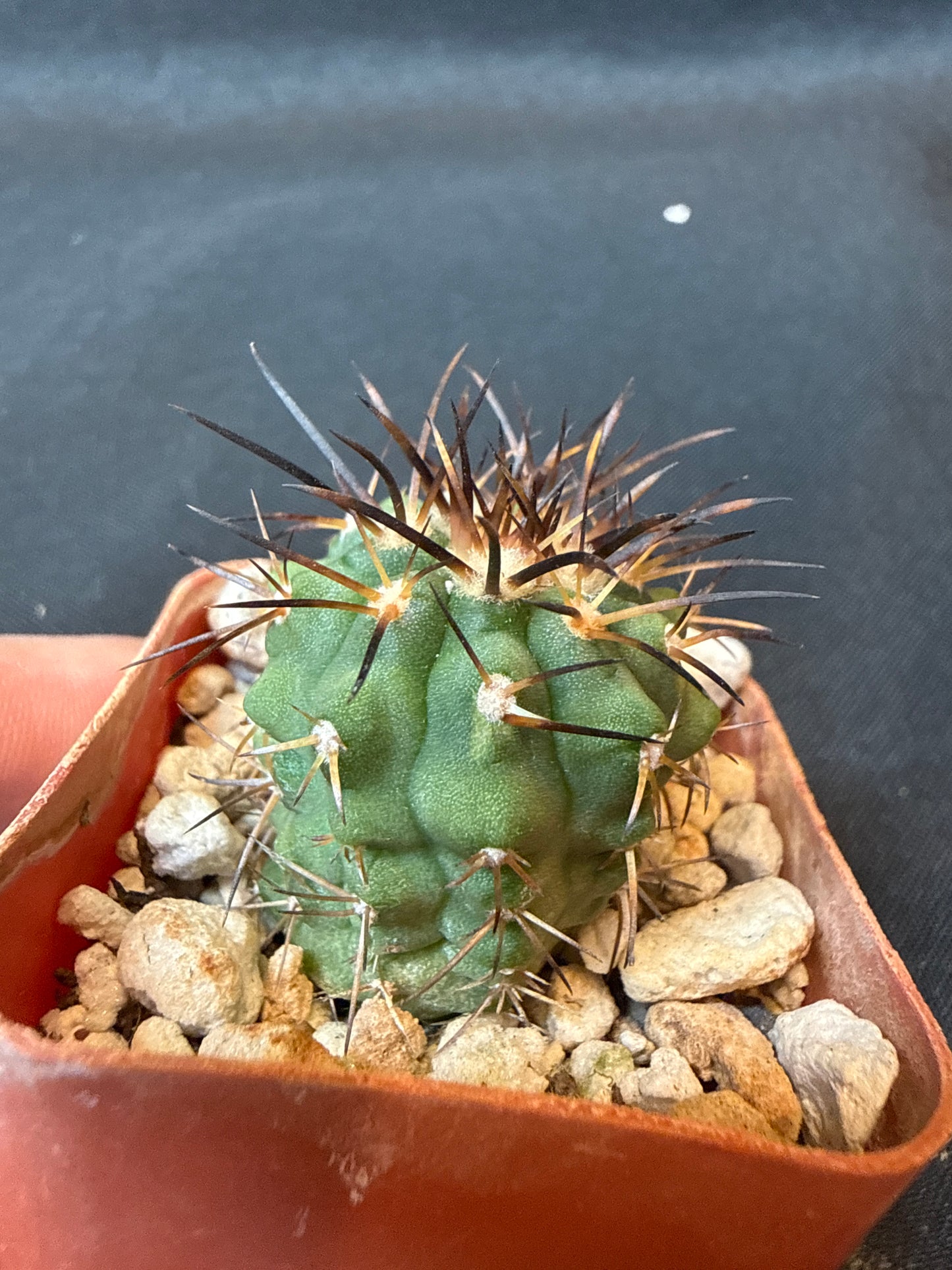 Copiapoa longistaminae rare cactus 156