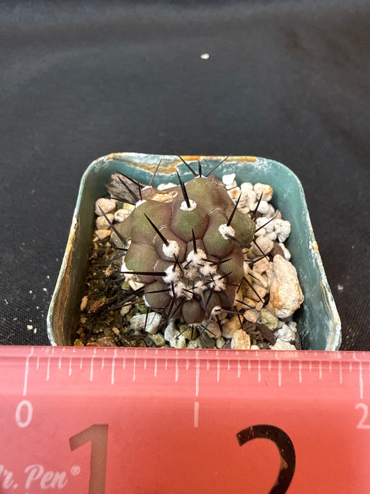 Copiapoa cinerea weirdo cactus 157