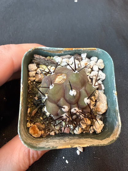 Copiapoa cinerea weirdo cactus 157