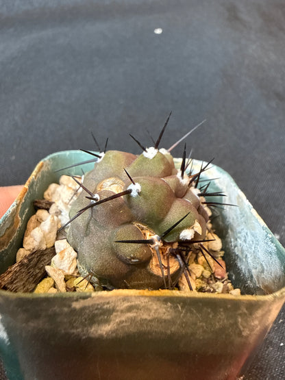 Copiapoa cinerea weirdo cactus 157