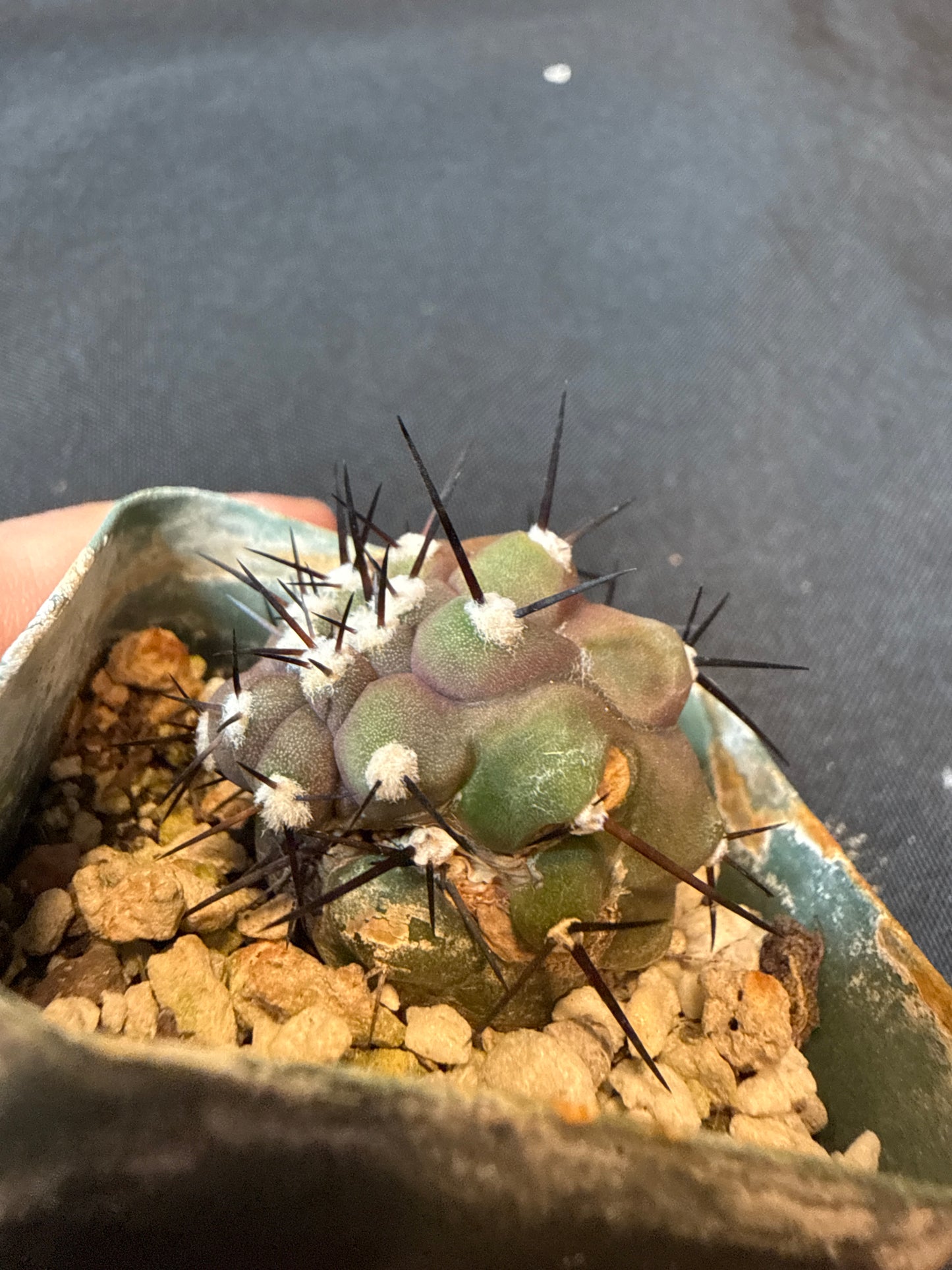 Copiapoa cinerea weirdo cactus 157