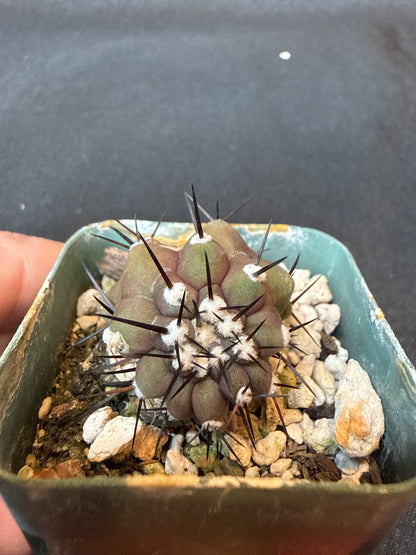 Copiapoa cinerea weirdo cactus 157