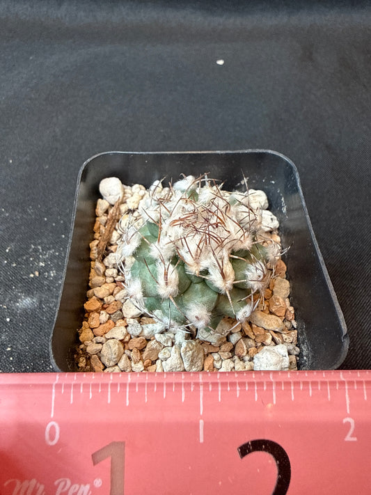 Turbinicarpus Nikolae rare cactus 158