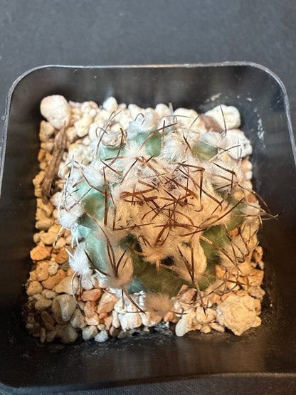 Turbinicarpus Nikolae rare cactus 158