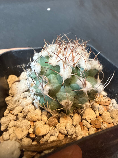 Turbinicarpus Nikolae rare cactus 158