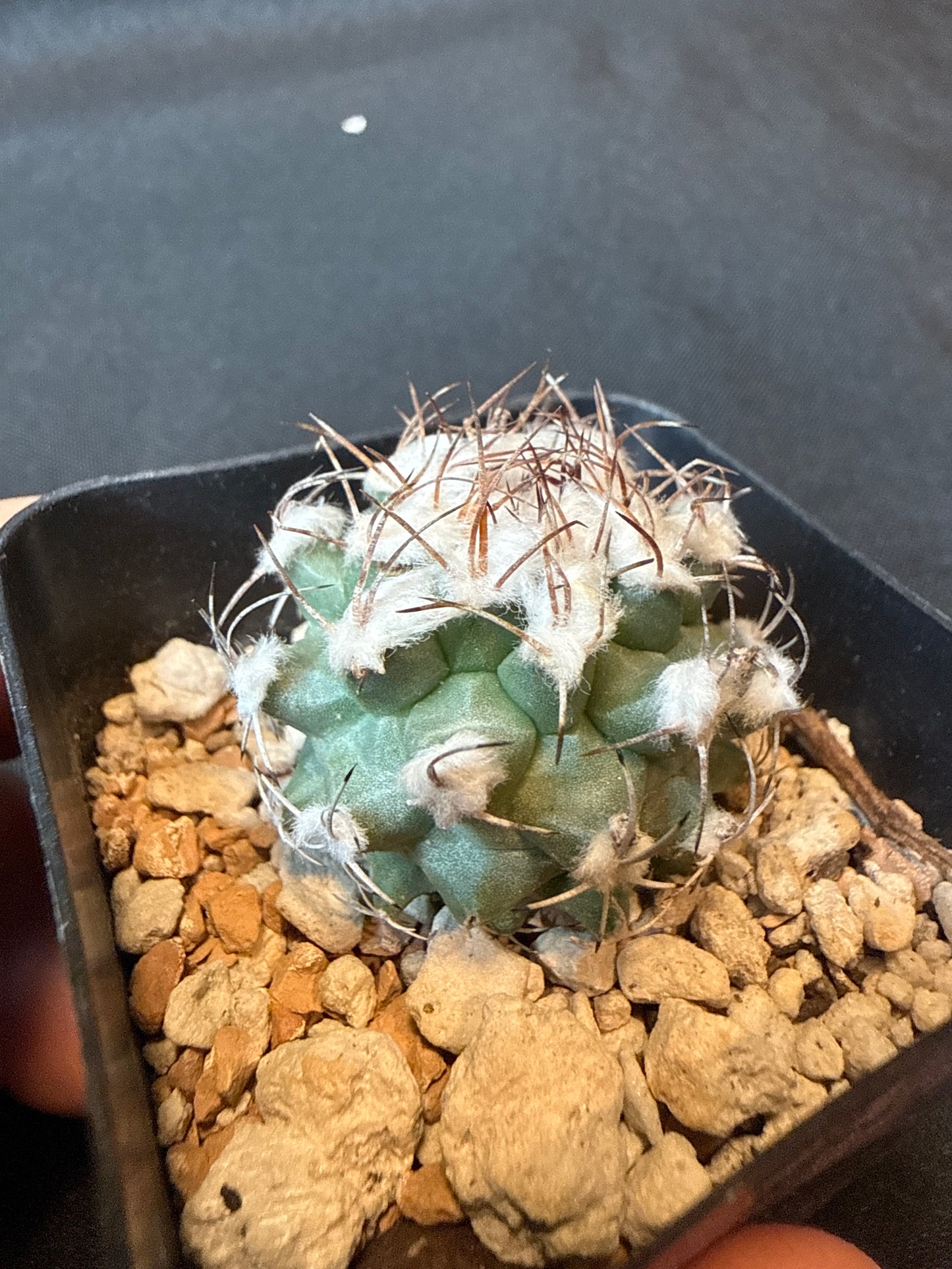 Turbinicarpus Nikolae rare cactus 158