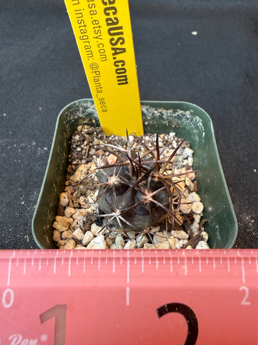 Copiapoa dura rare cactus