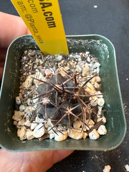 Copiapoa dura rare cactus