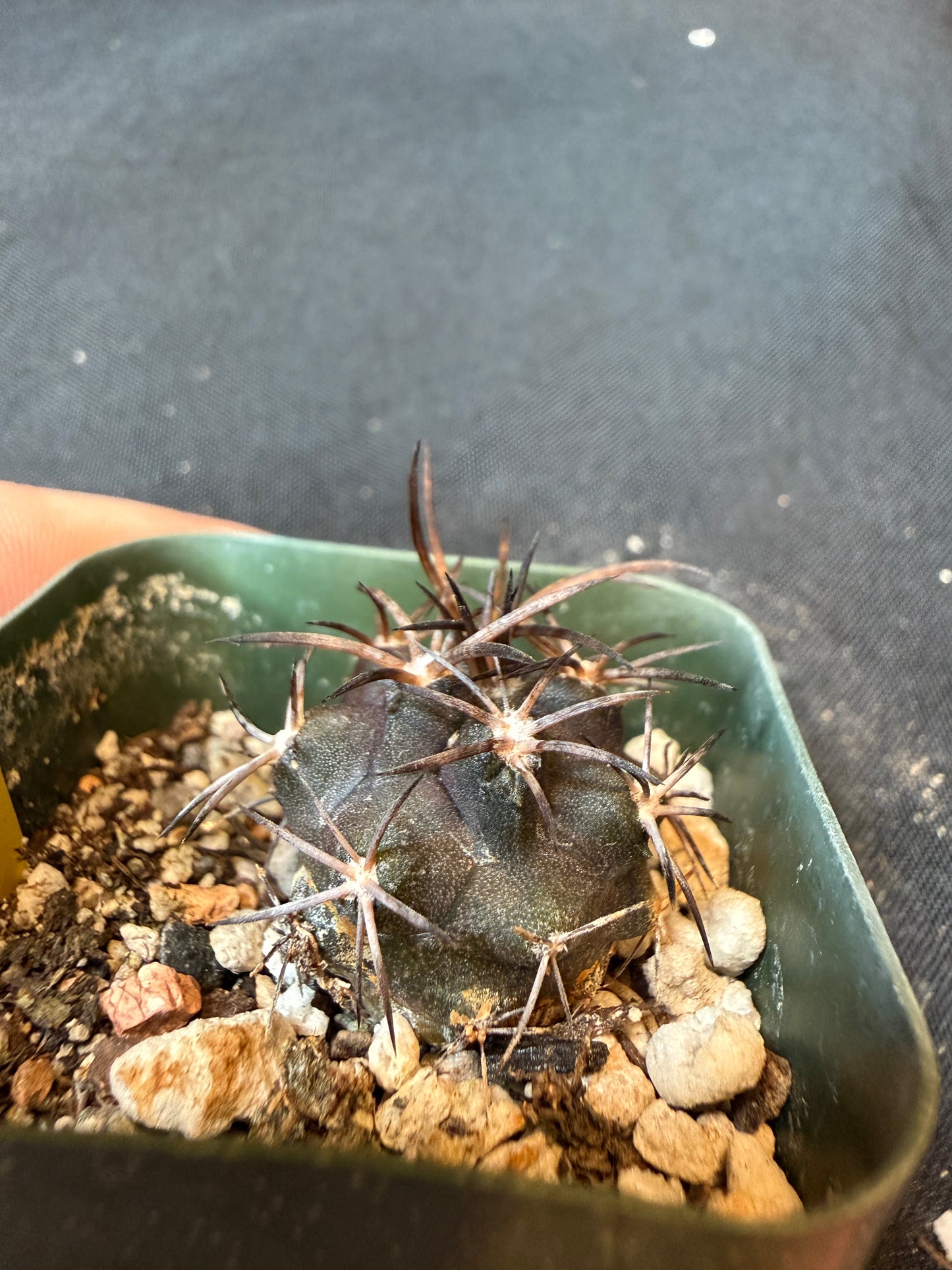 Copiapoa dura rare cactus