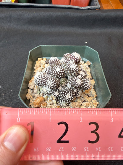 Copiapoa tennuissima monstrose very nice cactus 160