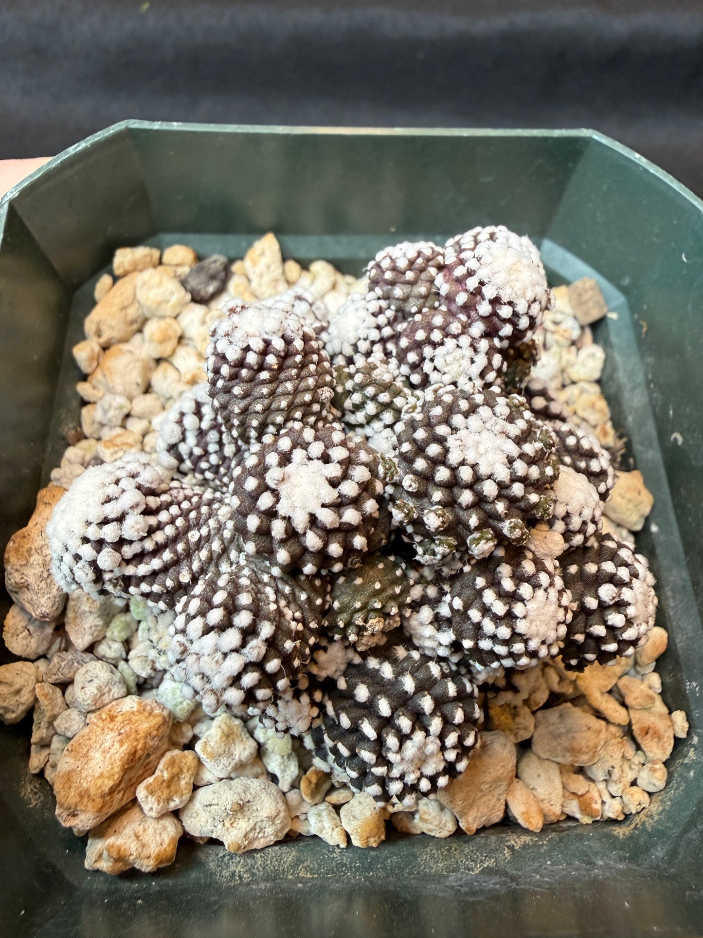 Copiapoa tennuissima monstrose very nice cactus 160