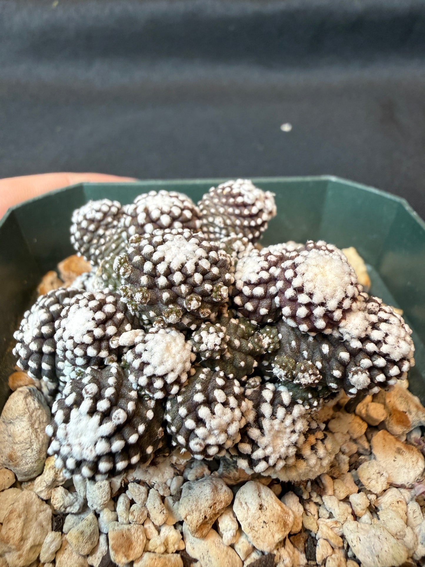 Copiapoa tennuissima monstrose very nice cactus 160