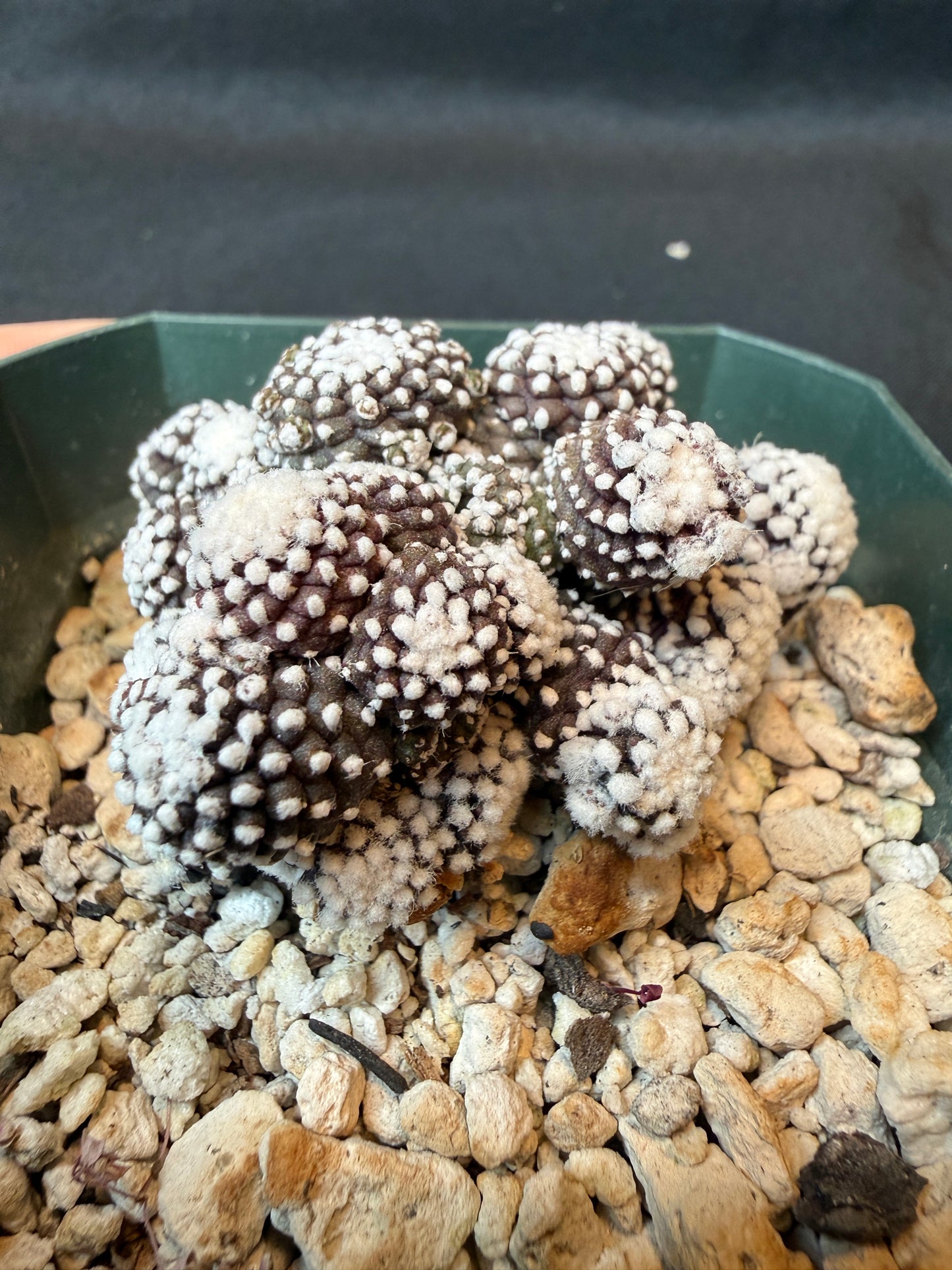 Copiapoa tennuissima monstrose very nice cactus 160