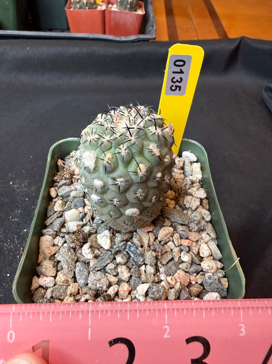 Neoporteria napina 135