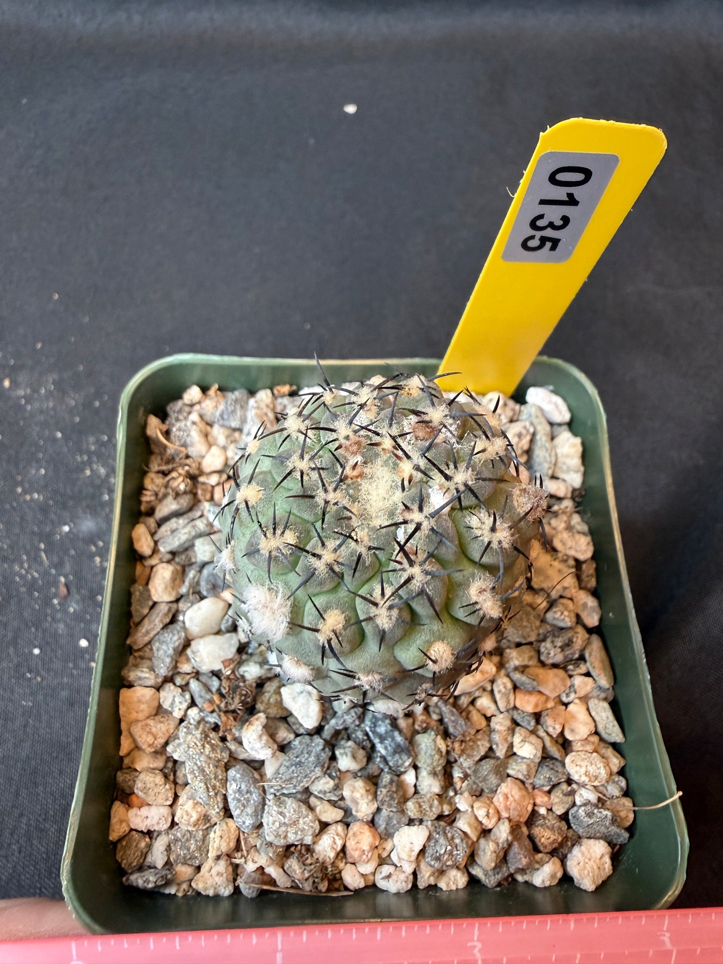 Neoporteria napina 135