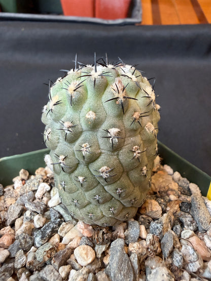 Neoporteria napina 135