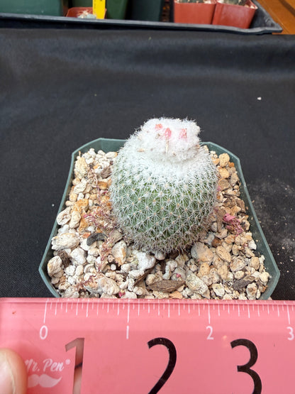 Epithelantha unguispina rare cactus 161