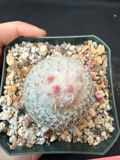Epithelantha unguispina rare cactus 161