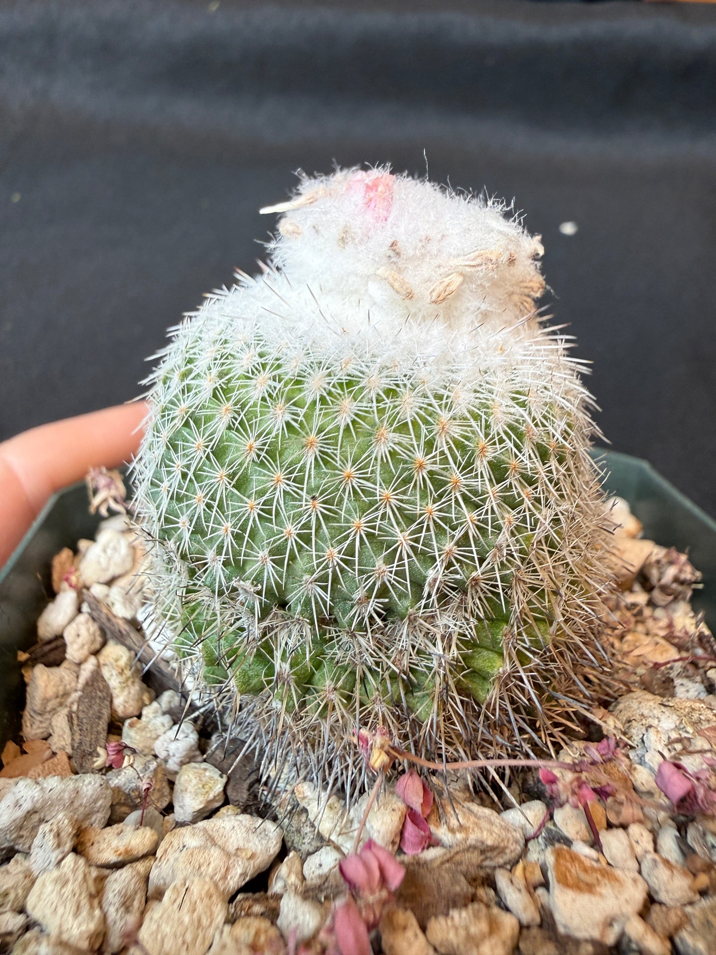 Epithelantha unguispina rare cactus 161