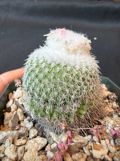 Epithelantha unguispina rare cactus 161