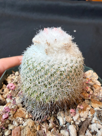 Epithelantha unguispina rare cactus 161
