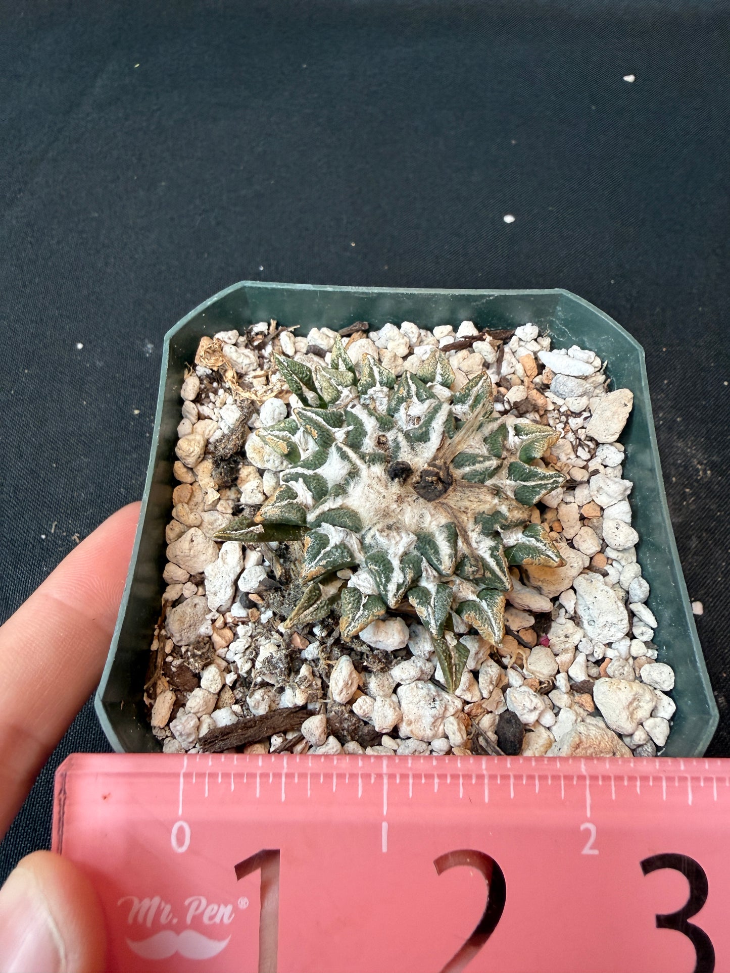 Ariocarpus kotschoubeyanus large size old plant 162