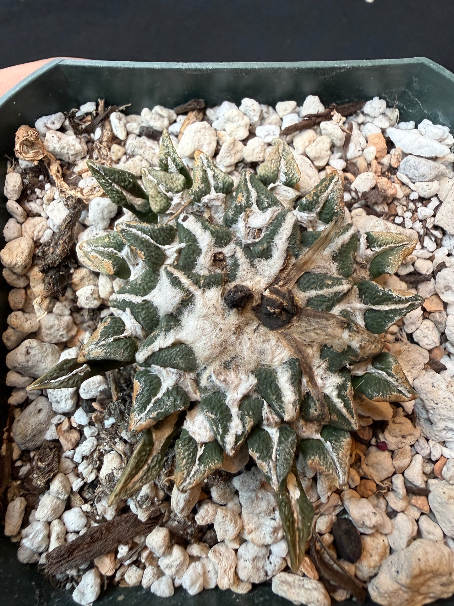 Ariocarpus kotschoubeyanus large size old plant 162