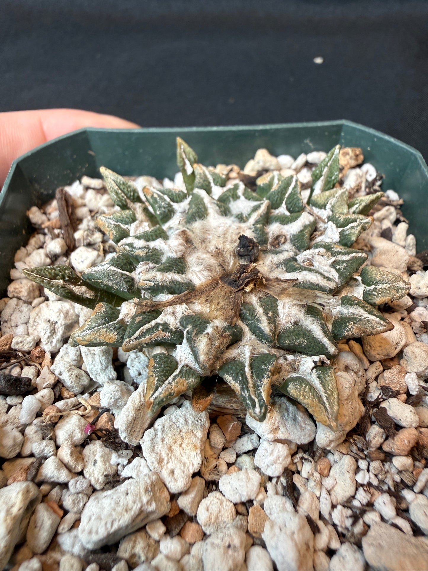 Ariocarpus kotschoubeyanus large size old plant 162