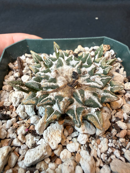 Ariocarpus kotschoubeyanus large size old plant 162