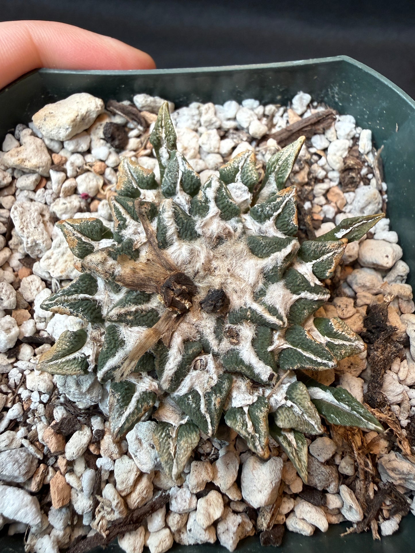 Ariocarpus kotschoubeyanus large size old plant 162