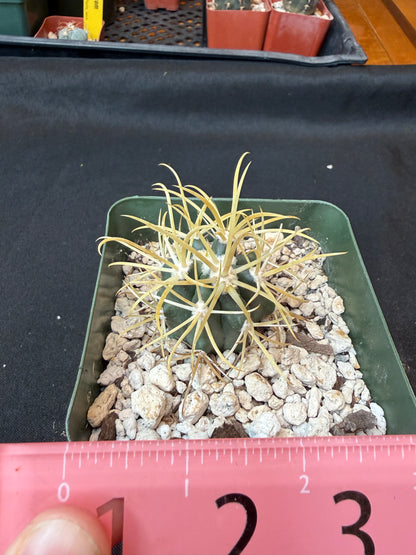 Ferocactus chrysacanthus rare plant 163
