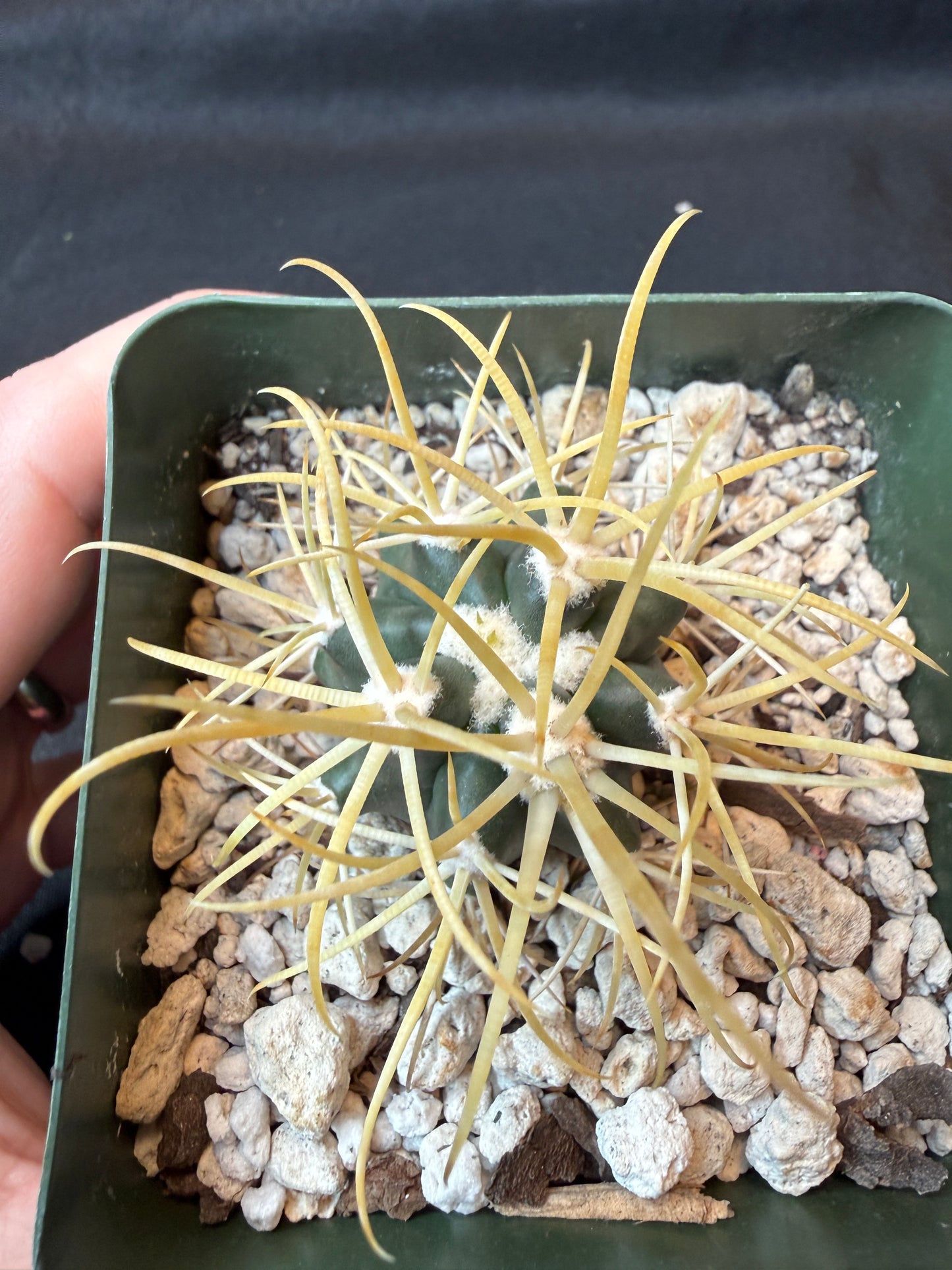 Ferocactus chrysacanthus rare plant 163