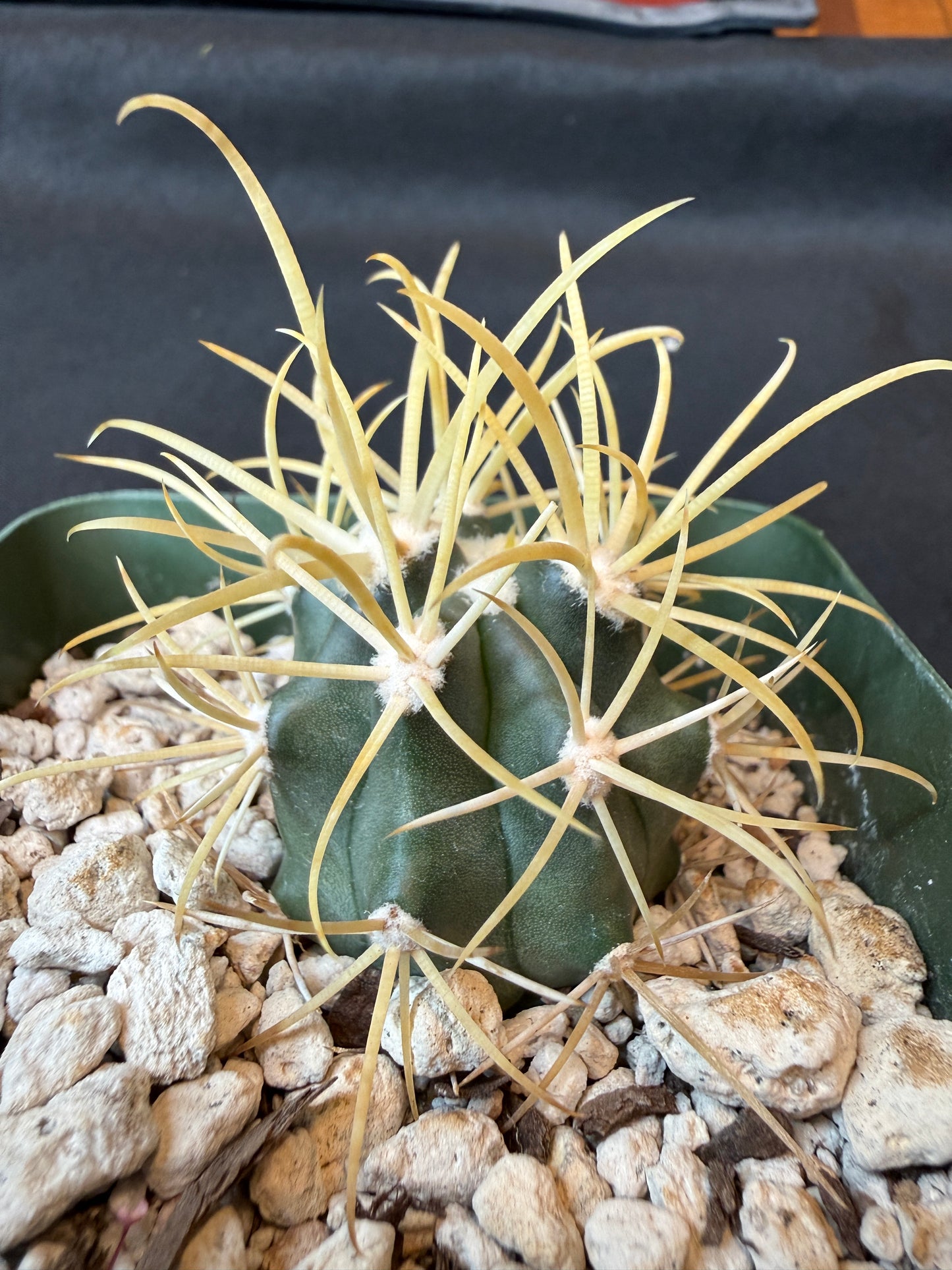 Ferocactus chrysacanthus rare plant 163