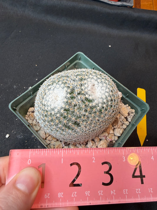 Mammillaria microthele rare cactus large 164
